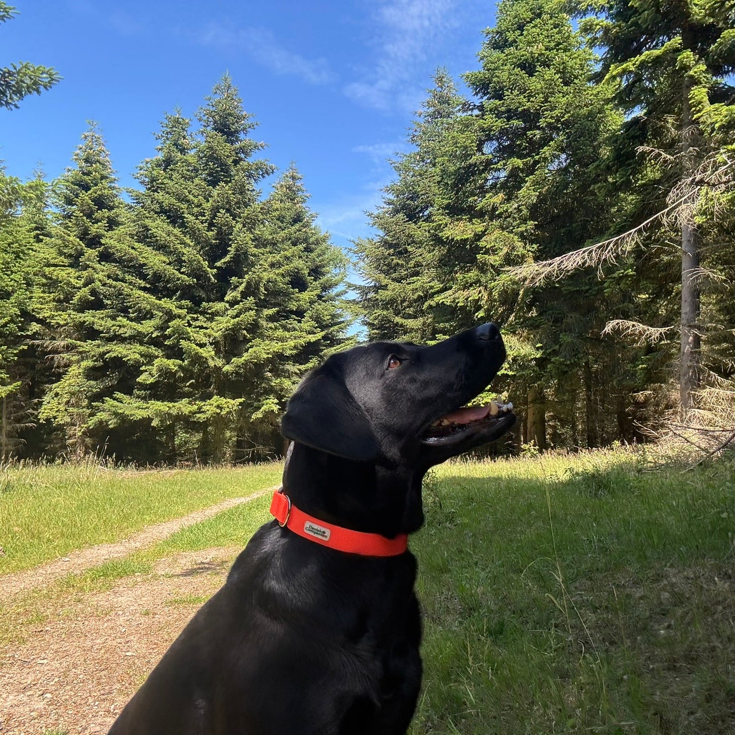Nordic Trail Halsbånd