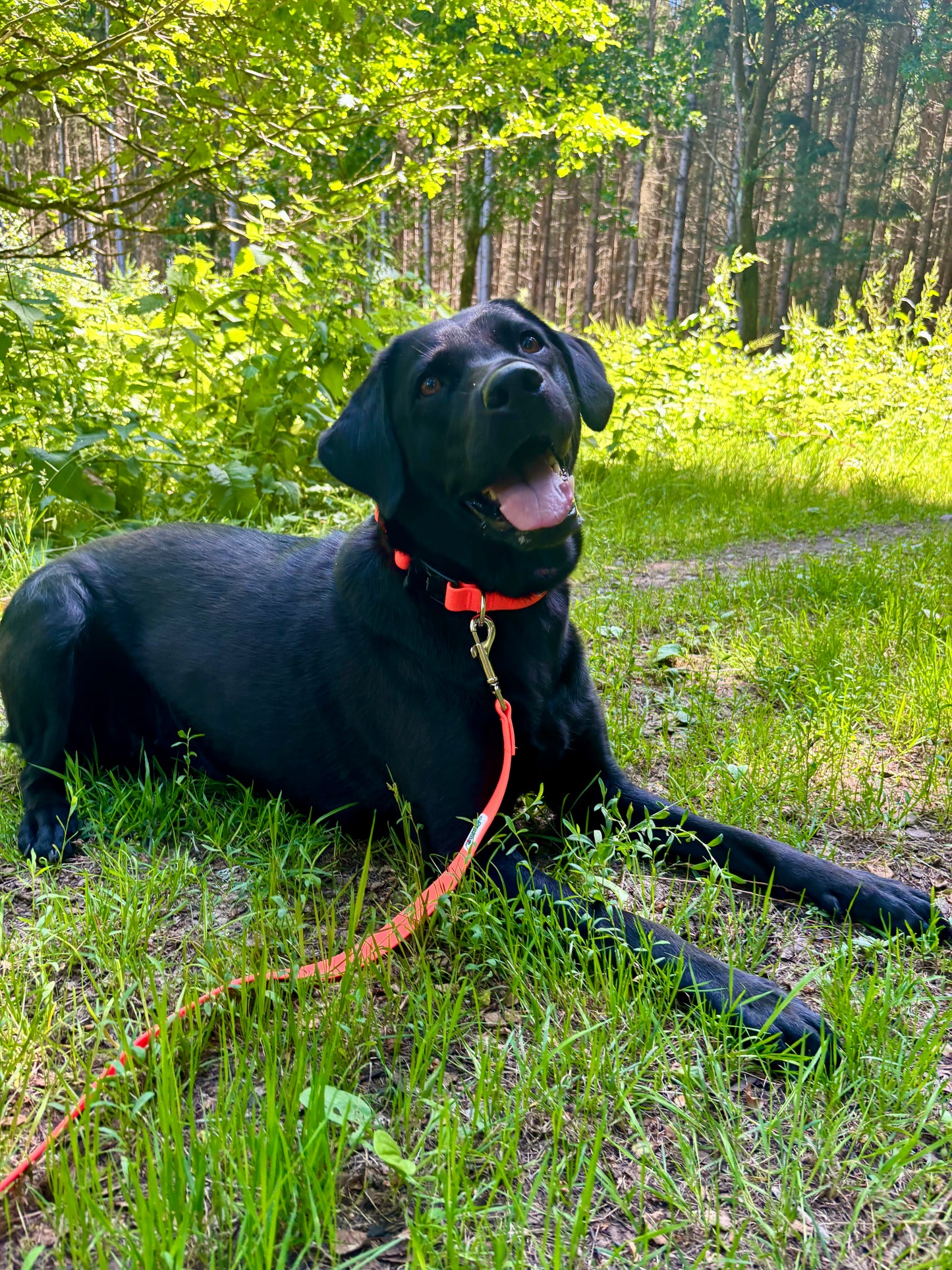 Nordic Trail Snor